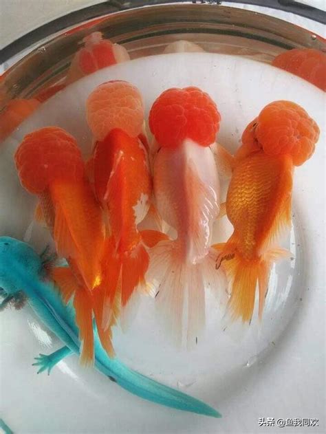 金魚數量